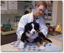 vetcare