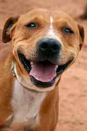 michael vickâ€™s pit bulls