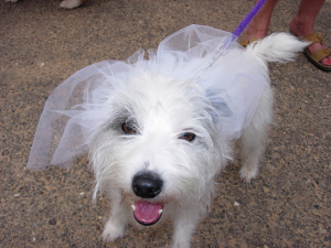 Doggie Wedding