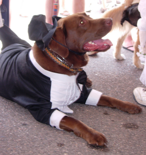 dog weddings