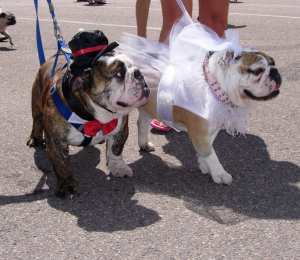 dog nuptials