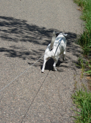 tips for walking dogs