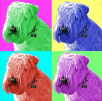 Wheaten Terrier Art