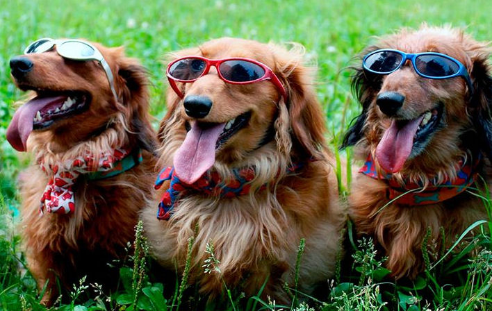 weenie dogs in sunglasses