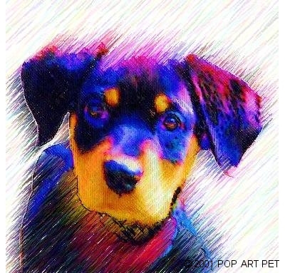 rottweiler puppy in colored pencil