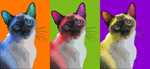 Pop art cat portrait Samuel the Siamese cat