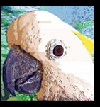 Cockatoo, Parrot and Bird art gifts