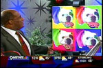 Pop Art Pet on the Today Show