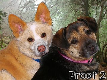 dog portraits
