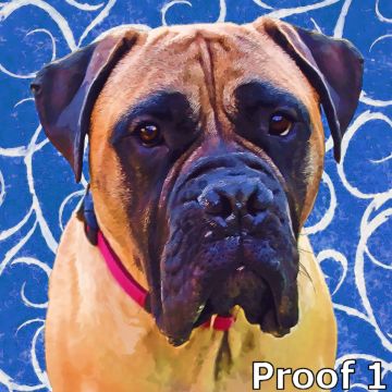 pop art mastiff
