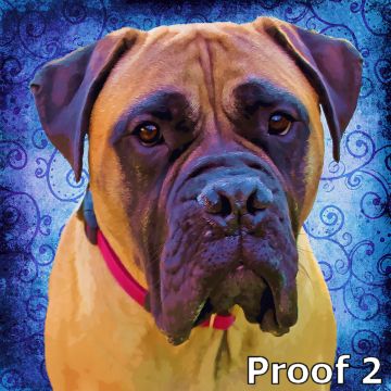bull mastiff pet portrait