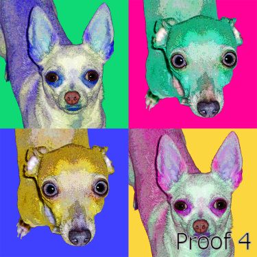 Italian Greyhound portraits