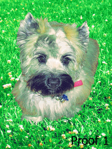 Carin Terrier custom pet portrait