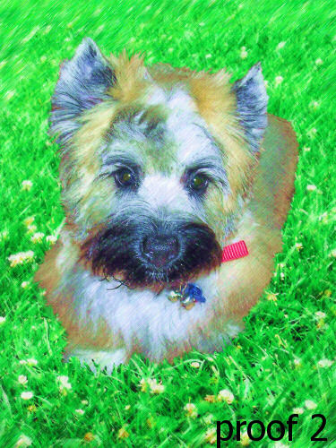 Carin Terrier custom dog art