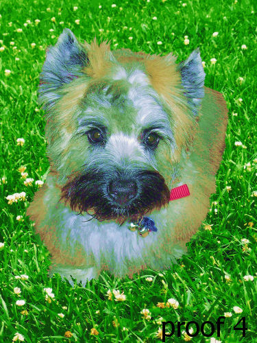 Custom Carin terrier Portraits and Gifts