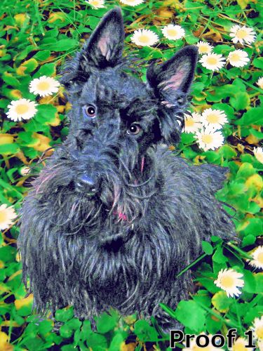 pop art pet portrait scottie terrier gifts