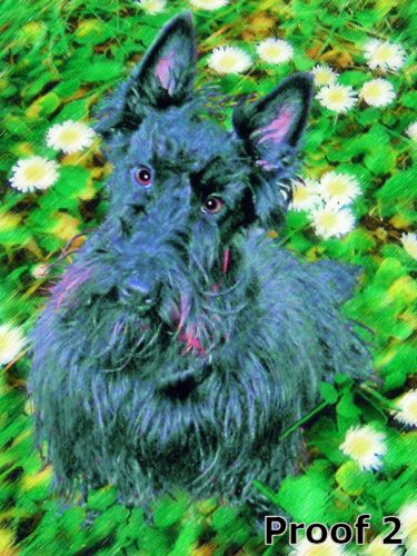 pop art pet portrait Scottish Terrier
