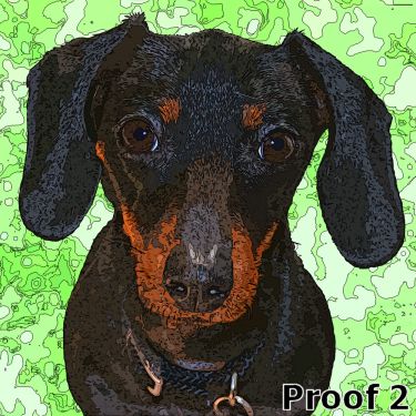 Miniature Dachshund pet portrait