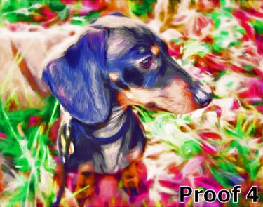 Miniature Dachshund breed specific pet portrait