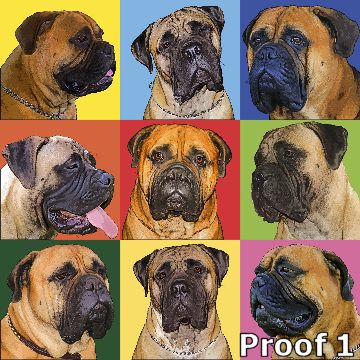 pop art pet portrait mastiff 