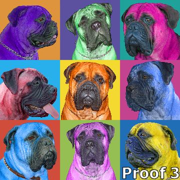 pop art pet portrait mastiff 