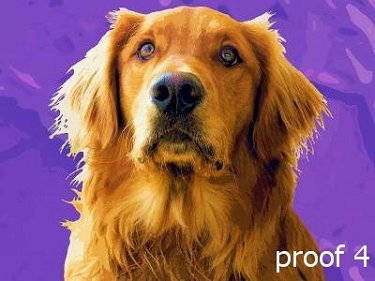 Golden Retriever Breed Specific Portraits and Gifts