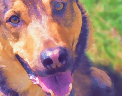 Pop Art Shepherd Mix