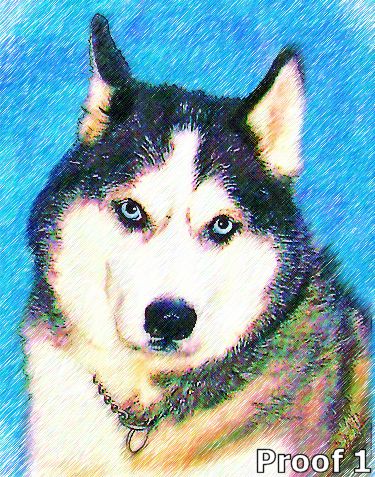 Siberian Husky portrait