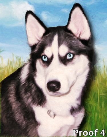 Siberian Husky dog portrait