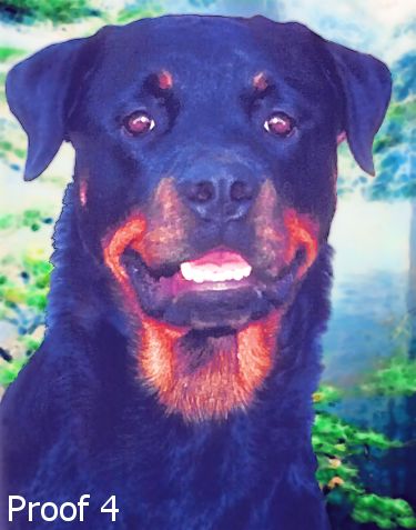 Rottweiler custom pet portrait