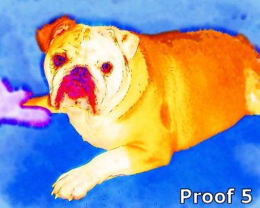  Custom Dog Portrait English Bulldog
