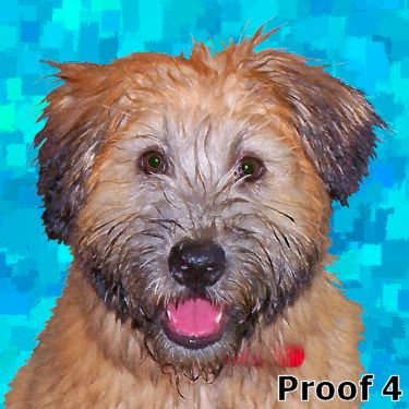 Custom Soft Coated Wheaton Terrier rt portrait