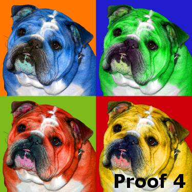  breed specific pet portrait english bulldog 