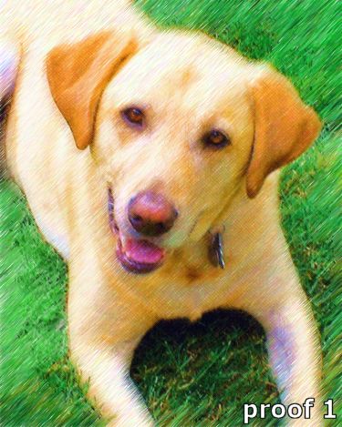 pop art dog portrait