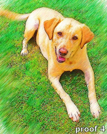 dog art and gifts