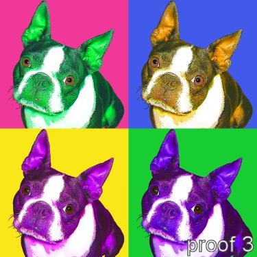 Boston Terrier Custom pop art portrait