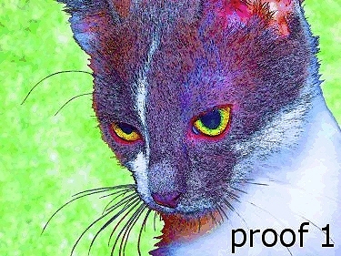 pop art pet portrait cat gifts