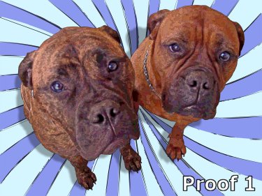 Boxer art and gifts