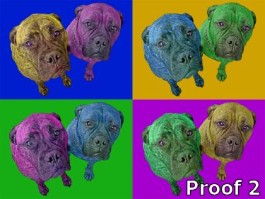 Boxer portraits 