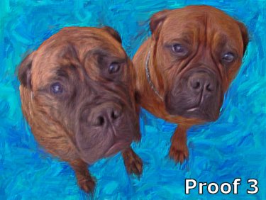 Boxer dog portraits