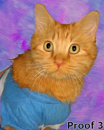 Custom cat gifts