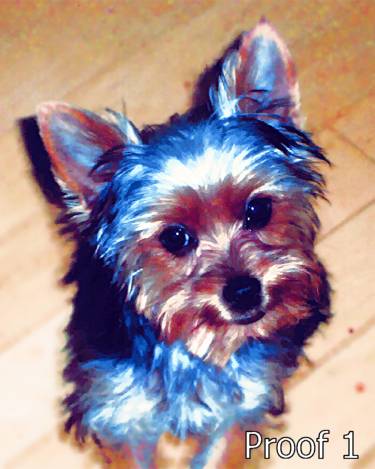 Yorkie Terrier custom pet portrait