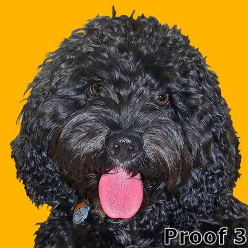 dog Terriers pop art portrait