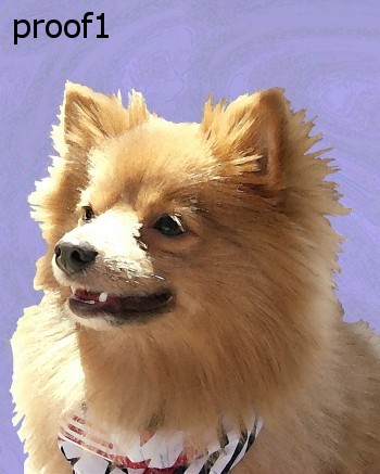 pom portraits for the pomeranian lover