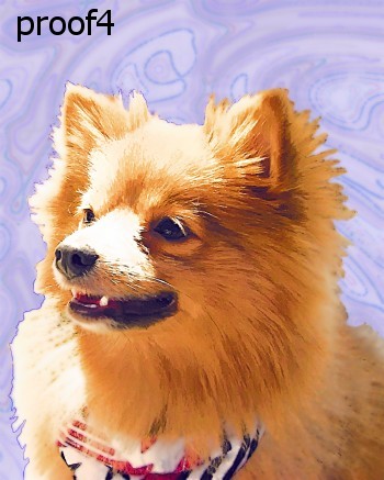 Pomeranian Art Portraits and gifts for the dog lover