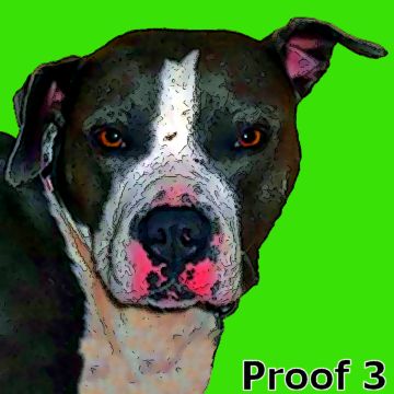 Portrait of a Pit Bull