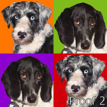 dog pop portrait