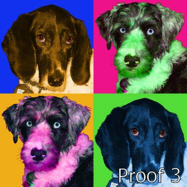 Dog pop art portrait