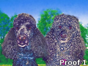 Poodle portrait
