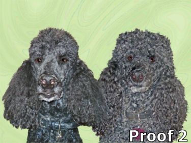 Poodle art